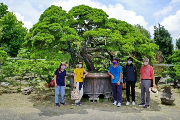 柏鄉園簡介 Introduction of Botown Bonsai Nursery